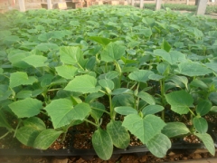 金华育嫁接黄瓜苗厂 越夏黄瓜苗价格图1