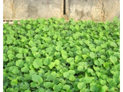 衢州黄瓜苗培育基地 嫁接黄瓜苗报价图1