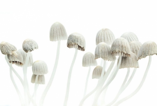 How One Dose Of Magic Mushrooms Can Chan
