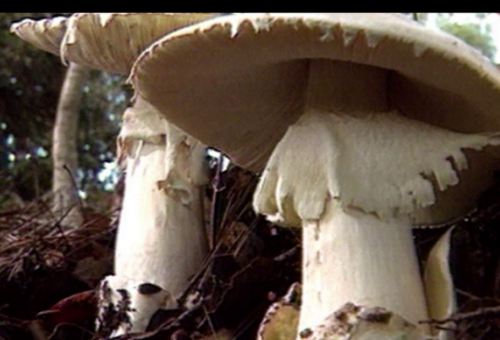 Could outdoor mushrooms make your dog si