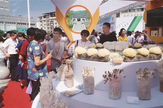 閩東日報：菌菇為媒共建“朋友圈 ” 第一屆中國（古田）食用菌大會舉行