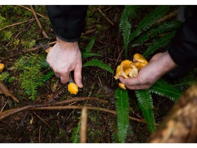 foraging-for-wild-mushrooms-for-amy-watkins-foraging-feast2.webp