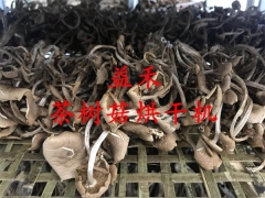 茶树菇烘干机 专业厂家推荐图3