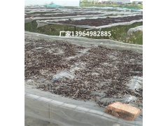 地耳丝 木耳丝干木耳丝黑木耳丝地耳丝图3