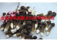 四川叙永黑皮鸡枞菌图2