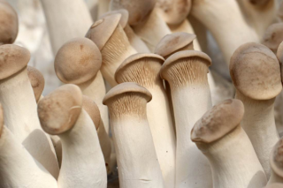 食用菌产业助推淮安市现代农业高质量发展