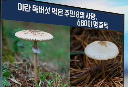 이란서 독버섯 먹은 주민 8명 사망, 680여