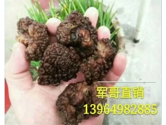 食用菌黑松耳 干黑松耳 野生榆耳 黑松耳基地 黑松耳种创造者图1