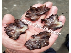 玛卡菌 玛卡菇 干品 玛咖菌批发玛卡菌是什么玛卡菌凉拌玛咖菌图1