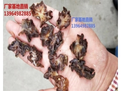 玛卡菌 玛卡菇 干品 玛咖菌批发玛卡菌是什么玛卡菌凉拌玛咖菌图2