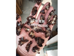 玛卡菌 玛卡菇 干品 玛咖菌批发玛卡菌是什么玛卡菌凉拌玛咖菌图3
