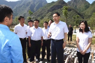 贵州省委书记孙志刚走访印江食用菌产业 ()