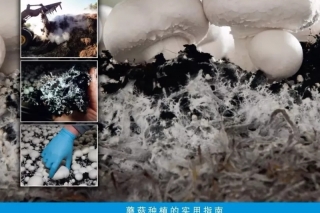 【易菇优选】《Mushroom Signals》中文版《蘑菇的信号》 限量预售100本 ()