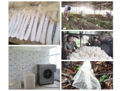 国信香菇烘干机工艺,食用菌烘干机设备,竹荪烘干设备图2