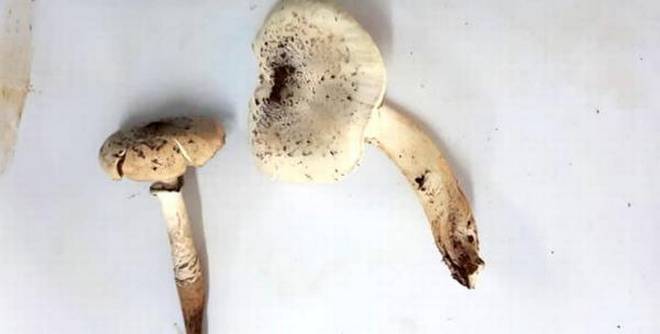 THJC-TERMITOMYCESMUSHROOMS