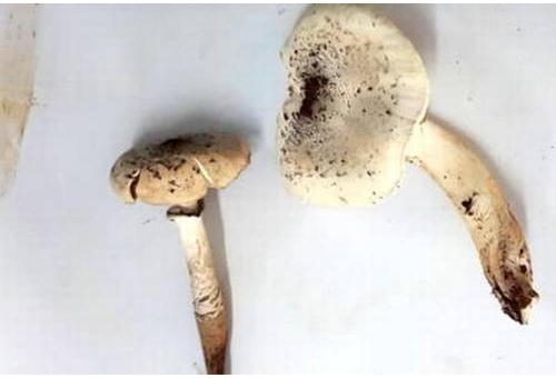 Pigment in Goa mushroom may help fight c