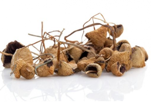 Magic mushroom enterprise discovered in