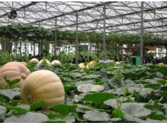 温室大棚造价 温室工程建设  山东豪达瑞科智能连栋玻璃温室图2