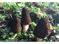 云南羊肚菌、金耳、白参等各类菌种、鲜干货供应（欢迎咨询）图1