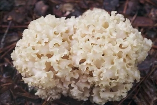 驯化栽培菌品微量元素单一致色香味不足,野生菌供求矛盾突出或持续十年