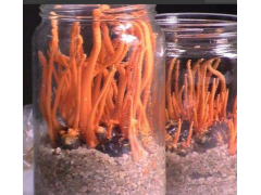 供应：蛹虫草即食菌粉图1