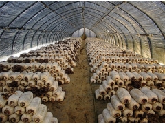 菌菇房环境控制系统，食用菌生产综合监控系统，远程自动化图1