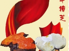 常年供应：牛樟芝即食菌粉图2