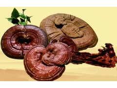 常年供应：灵芝即食菌粉图2