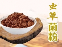 常年供应：蛹虫草即食菌粉图1