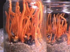 常年供应：蛹虫草即食菌粉图2