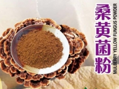 常年供应：桑黄即食菌粉图1