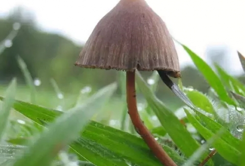 「禁煙にはマジックマッシュルームが効果的
