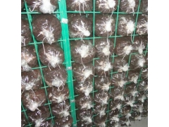 网格养菌出菇出菇架钢丝网培养架蘑菇养菌层架图1