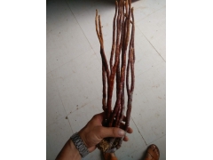 供应灵芝产品图3