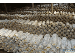 山东冠县灵芝菌种袋图1