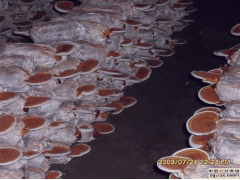 山东冠县灵芝菌种袋图2