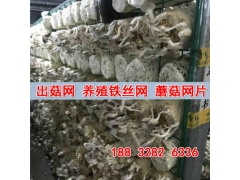 食用菌网格网架 蘑菇网片培菌网片 出菇网格 培菌网架图1