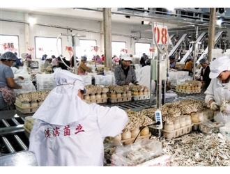 智能化蘑菇工厂  白玉蟹味菇远销海外市场