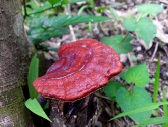 野生灵芝鉴别方法,有什么功效及作用?