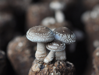 贵州安顺：发展香菇深加工 做大食用菌产业
