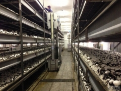 双孢菇标准化车间采菇车图2