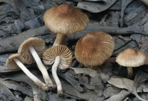 New edible mushrooms among thousands of