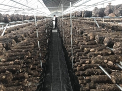 建香菇温室大棚羊肚菌温室大棚猴头菇大棚等造价公司大棚骨架厂图2