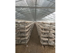 建香菇温室大棚羊肚菌温室大棚猴头菇大棚等造价公司大棚骨架厂图3