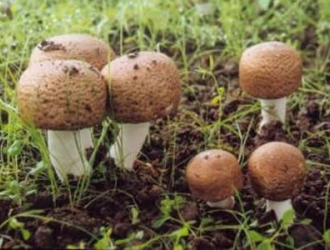 姬松茸是松茸吗? 两者怎么区分呢?