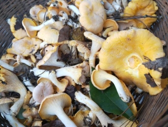 云南野生菌的正确打开方式——鸡油菌篇
