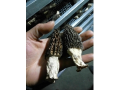 羊肚菌空气能烘干设备图1