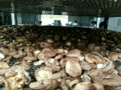 空气能烘干香菇设备图1