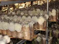 大量供应猴头菇干品鲜品猴菇粉图1