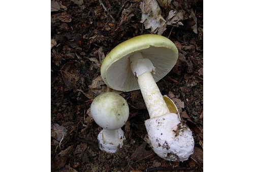 Health Agencies Warn of Poisonous Mushro